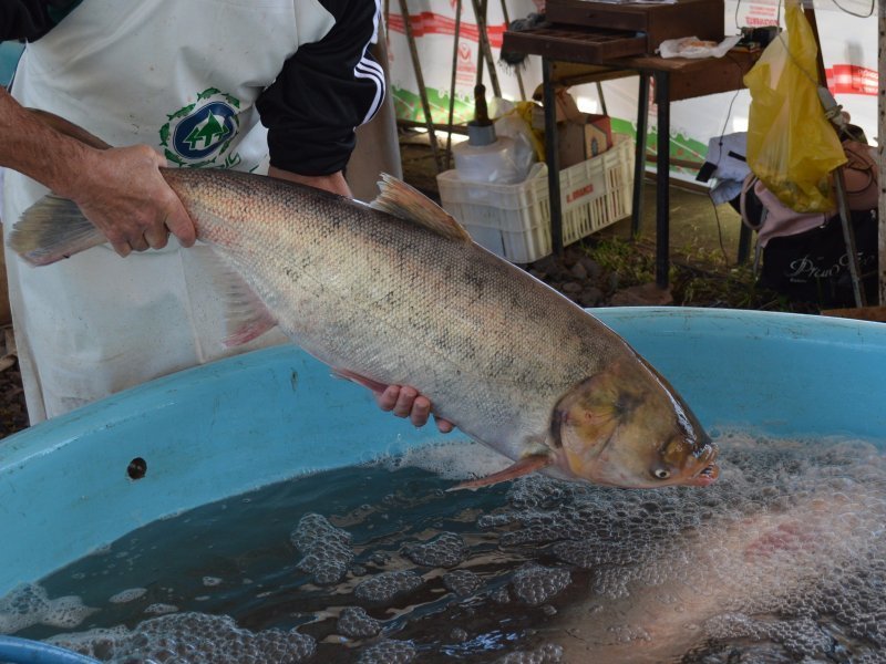 Semana Santa Feira do Peixe Vivo 2021 ocorrerá em 11 locais Rádio Medianeira 102.7 FM Semana Santa Feira do Peixe Vivo 2021 ocorrerá em 11 locais Rádio Medianeira 102.7 FM