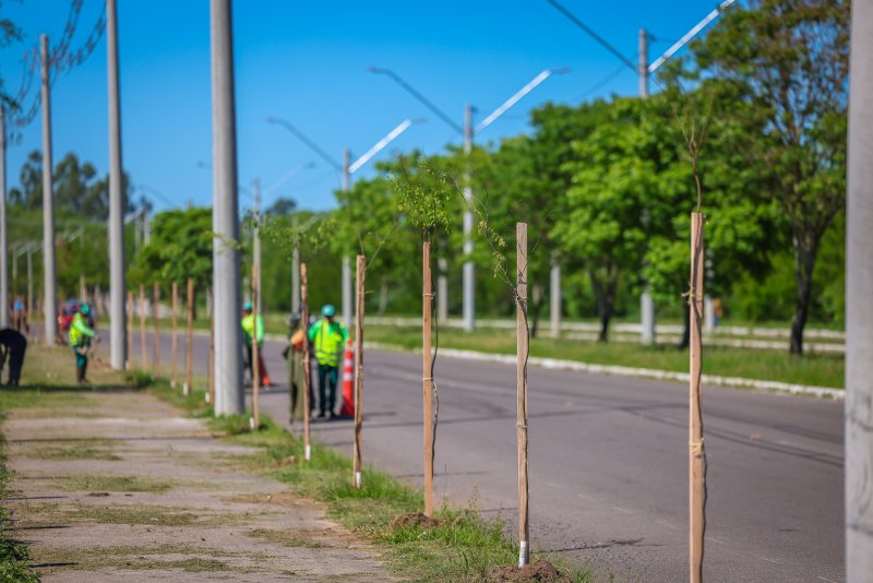 Prefeitura dá continuidade à arborização da Perimetral Dom Ivo Lorscheiter