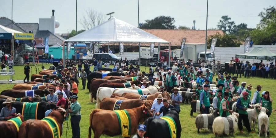 Estrelas da Expointer começam a chegar ao Parque Assis Brasil nesta segunda-feira