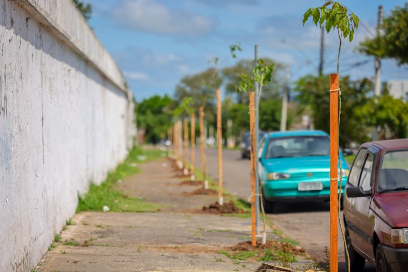 Secretaria de Meio Ambiente realiza plantio de 20 ipês-roxos na Avenida Dois de Novembro