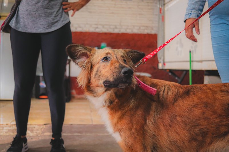 Santa Maria receberá do Governo do Estado R$ 150 mil para o Fundo Municipal de Bem-Estar Animal