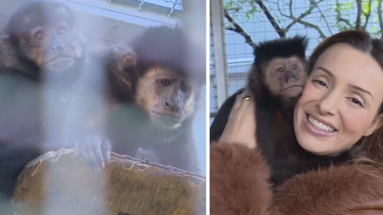Governo do Rio Grande do Sul lança programa que permite a guarda legal de animais silvestres resgatados do tráfico ou vítimas de acidentes      