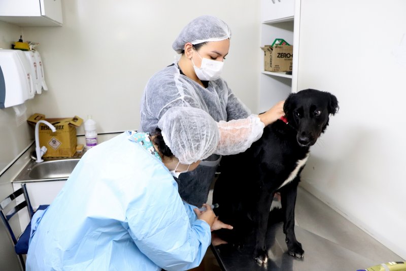 Prefeitura de Santa Maria retoma esterilizações gratuitas de cães