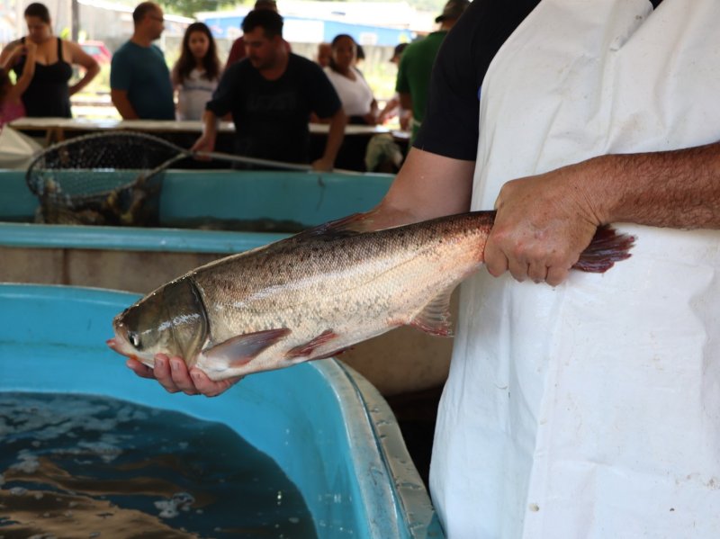 33ª Feira do Peixe Vivo será realizada em Santa Maria de 15 a 18 de abril