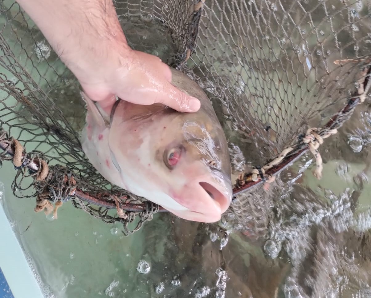 33ª Feira do Peixe Vivo começou nesta terça-feira (15) em Santa Maria
